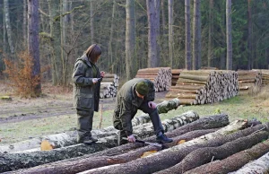 W 2015 r. zasady sprzedaży drewna bez zmian — Lasy Państwowe.