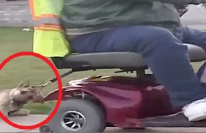 Otyły Amerykanin ciągnął po chodniku psa przywiązanego do wózka elektrycznego