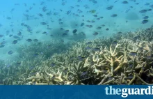 2/3 północnej części Wielkiej Rafy Koralowej obumarło w 2016. [ENG]