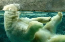 Rosja legalizuje polowania na niedźwiedzie polarne na Czukotce