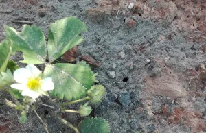 Jak zwalczyć mrówki w ogrodzie bez chemii?
