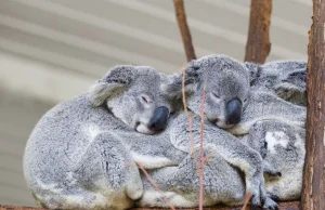 Setki misiów koala spłonęły w pożarze. "Narodowa tragedia"