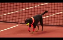 Psi pomocnicy na korcie tenisowym podczas turnieju