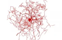 W ludzkim mózgu znaleziono nieznany rodzaj neuronów
