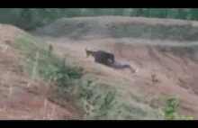Hindus chciał zrobić sobie selfie z rannym niedźwiedziem ale został zabity