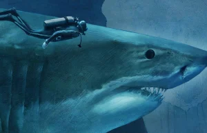 Jak duże są poszczególne gatunki rekinów?