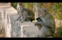 Złodziejskie małpy? Dlaczego okradają turystów