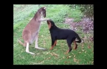 Pies kontra kangur