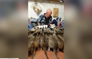 Niezwykły wynalazek, który potrafi nakarmić 10 kangurów jednocześnie