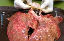 Wpływ petów na płuca