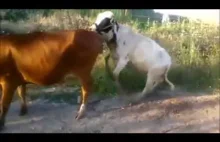 Kiedy krowa robi się napalona