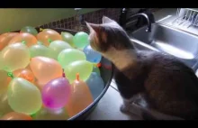 Kot nie ogarnia pękających balonów z wodą.