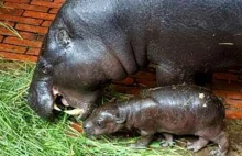 Narodziny hipopotama karłowatego we wrocławskim ZOO. [VIDEO] [ZDJĘCIA] -...