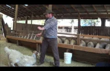 Zwykłe karmienie owiec jest zbyt mainstreamowe