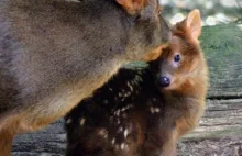 Poznaj Pudu, najmniejszego jelenia świata