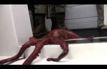 Octopus great escape