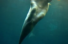 Podobno zdjęcie tego delfina nie jest retuszowane.