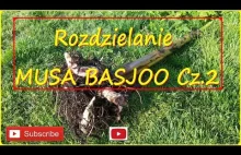 #224 Cz.2 Oddzielanie odrostów bananowca musa basjoo.