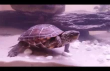 Żółw Chiński jedzenie - Reeve's Turtle - Chinemys Revesii - rok od zakupu