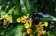 W Polsce pojawiły się fioletowe pszczoły, nie widziano ich od 70 lat -...