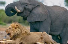 Chciał zastrzelić nosorożca - zabił go słoń i zjadły lwy
