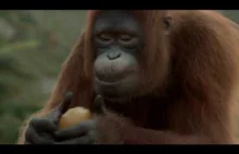 Dlaczego zdrowy sok na śniadanie jest ważny? Świetna reklama z orangutanem.