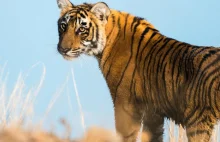 Po raz pierwszy od 100 lat rośnie liczba tygrysów