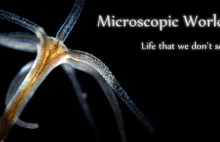 Życie najmniejszych wodnych organizmów na Ziemi pod mikroskopem - klimatyczne HD