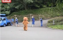 Ucieczka lwa w japońskim zoo. Było raczej śmiesznie niż strasznie