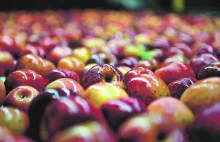 Francuzi skarżą się na „inwazję” polskich jabłek
