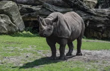 Zmarła jedna z ostatnich samic nosorożca białego północnego.
