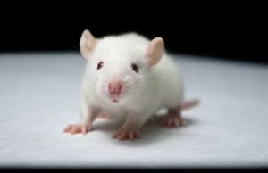 Mysz z ludzkimi komórkami mózgowymi