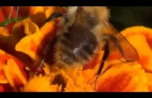 BEE - Collects Nectar [HD