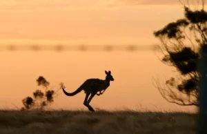 Dlaczego kangury skaczą a nie chodzą?