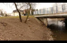 dziko żyjące kaczki w Białymstoku