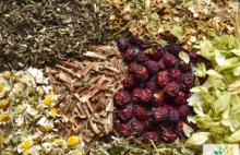 Zapomniane zioła lecznicze - lekki artykuł o znanych z łąk ziół