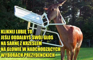 Sarna z krzesłem na głowie, czyli kandydat młodych Polaków. Co mówi nam...