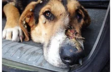 Sejm przyjął przepisy zaostrzające kary za znęcanie się nad zwierzętami!!!
