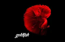 Pepson - Goldfish (feat. Peter...