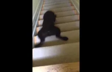 Ten pies opracował swój sposób schodzenia ze schodów...
