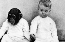 Co się stanie, gdy wychowamy szympansa u boku dorastającego dziecka?