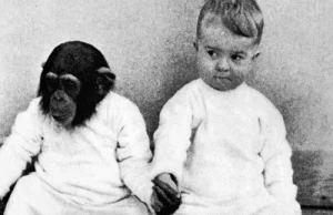 Co się stanie, gdy wychowamy szympansa u boku dorastającego dziecka?