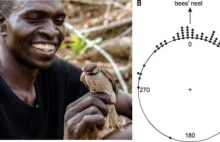 Miodowody i ludzie: mutualizm między naszym gatunkiem i dzikim ptakiem