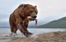 Niedźwiedzie kamczackie w fotograficznym obiektywie