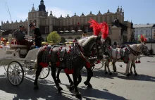 Kraków. Konie na Rynku czują się jak na patelni