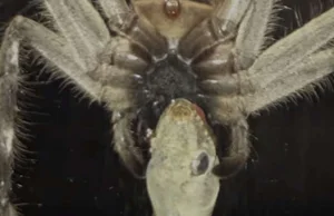 Wielki pająk zjadł jaszczurkę na ich oczach [WIDEO]