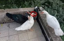 Zobacz, jak kaczki witają nowego przyjaciela