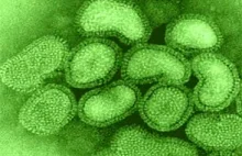 Duńscy naukowcy stworzyli super-wirusa grypy zdolnego zabić miliony [EN]