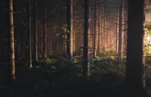 Młody mężczyzna porwany w Płocku, bestialsko zamordowany i zakopany w lesie.