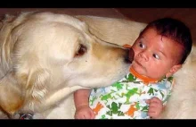 Dog Love Baby Compilation